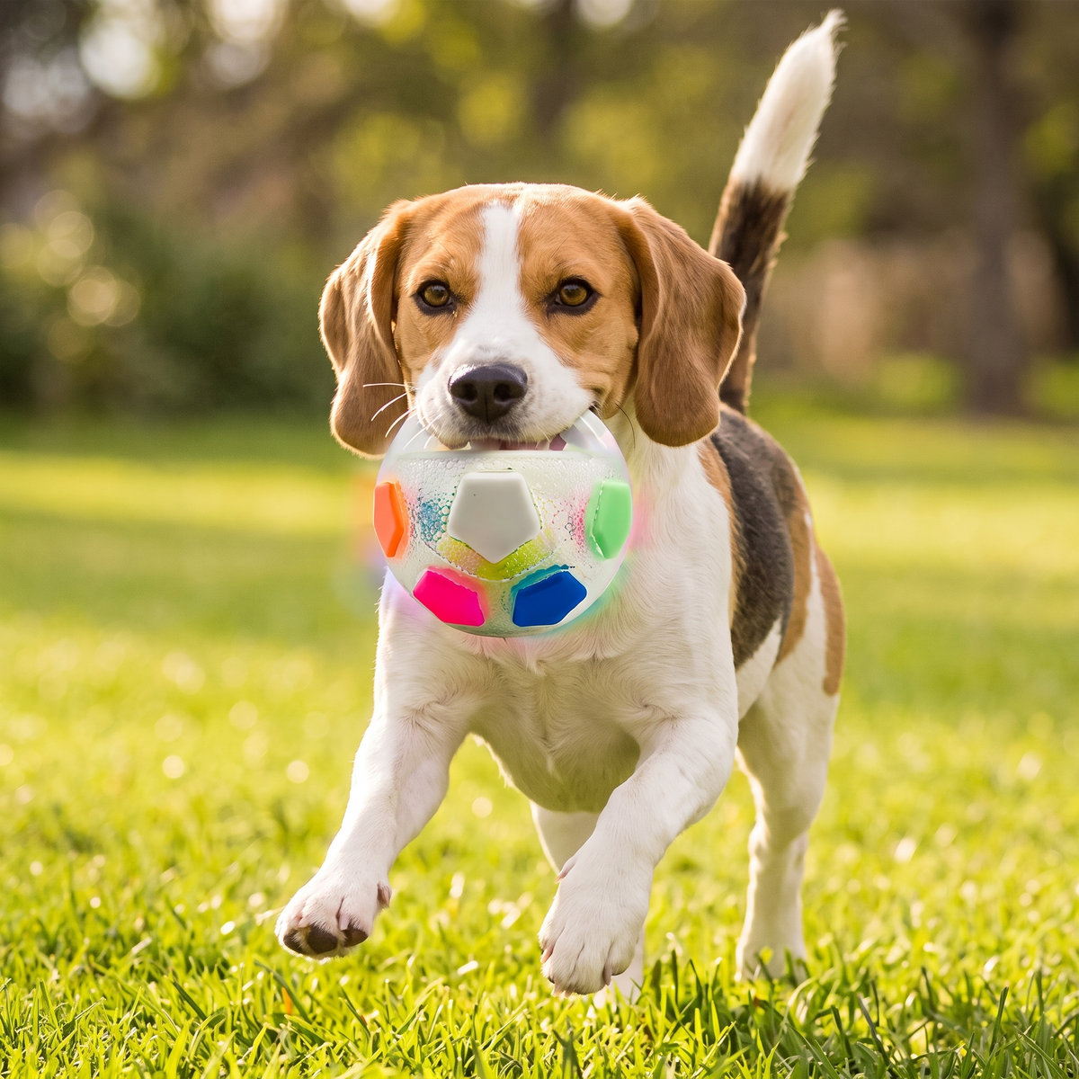 Interactive Dog Training Ball – Grip Handle Soccer Toy for Active Play