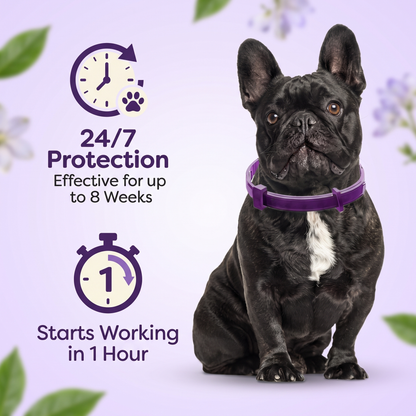 Dog Calming Collar – Adjustable Soothing Pet Collar for Stress & Everyday Comfort