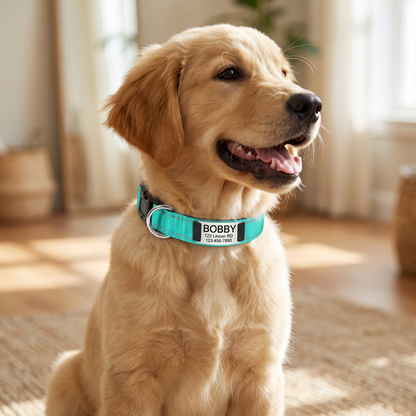 Personalized Nylon Dog Collar with Engraved Identification Plate